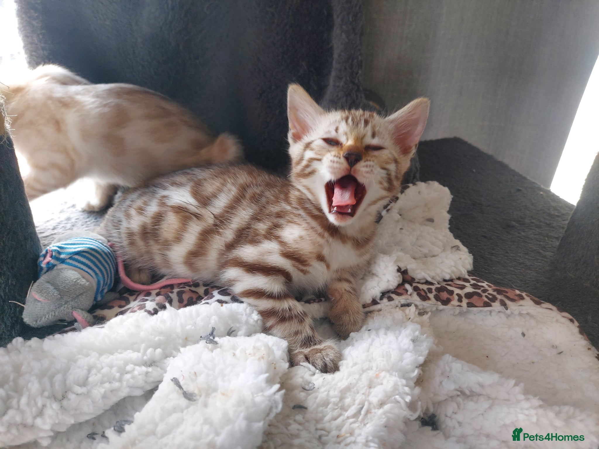 Bengal cats for sale: Pedigree Snow Bengal Kittens  - Advert 18