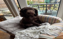Cocker Spaniel dogs for sale: 2 X Beautiful Cocker Spaniel Pups. Ready to Go. - Image 4