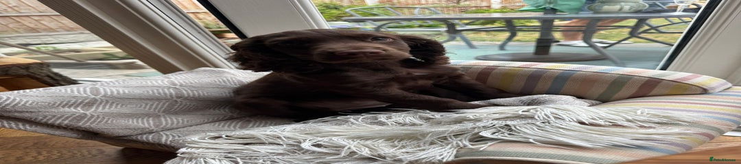 Cocker Spaniel Puppy 2