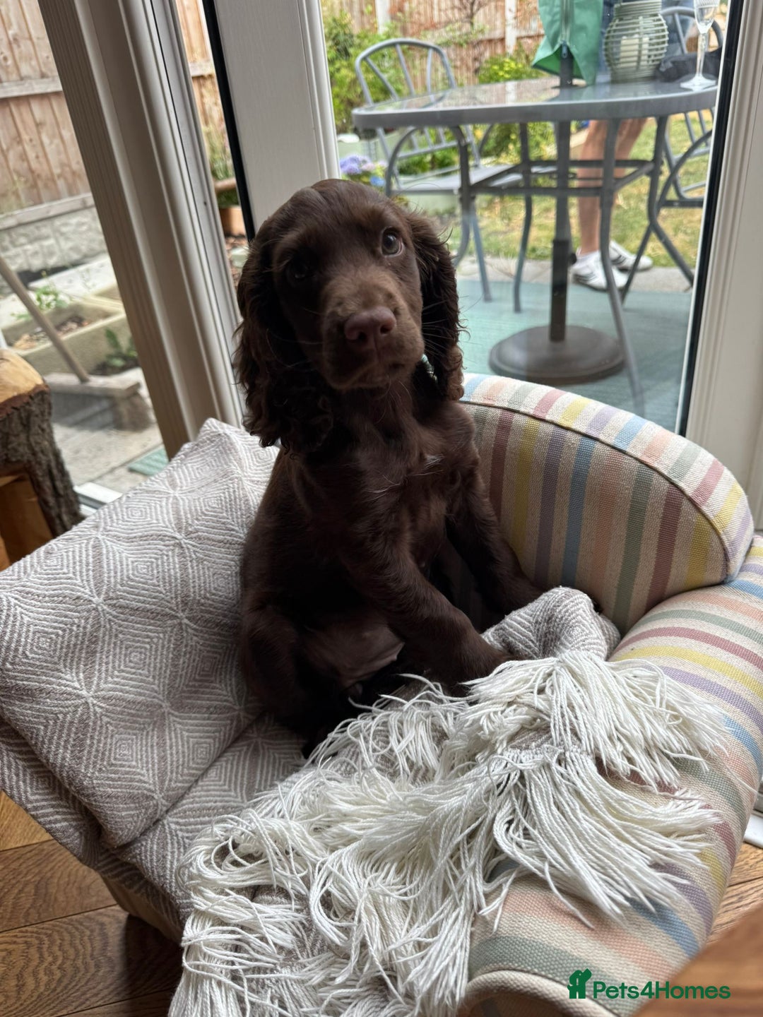 Cocker Spaniel dogs for sale: 2 X Beautiful Cocker Spaniel Pups. Ready to Go. - Image 4