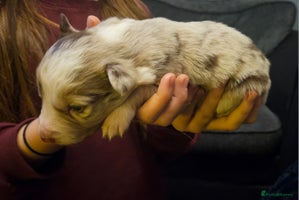 Border Collie dogs Red Merle Puppies - Advert 1