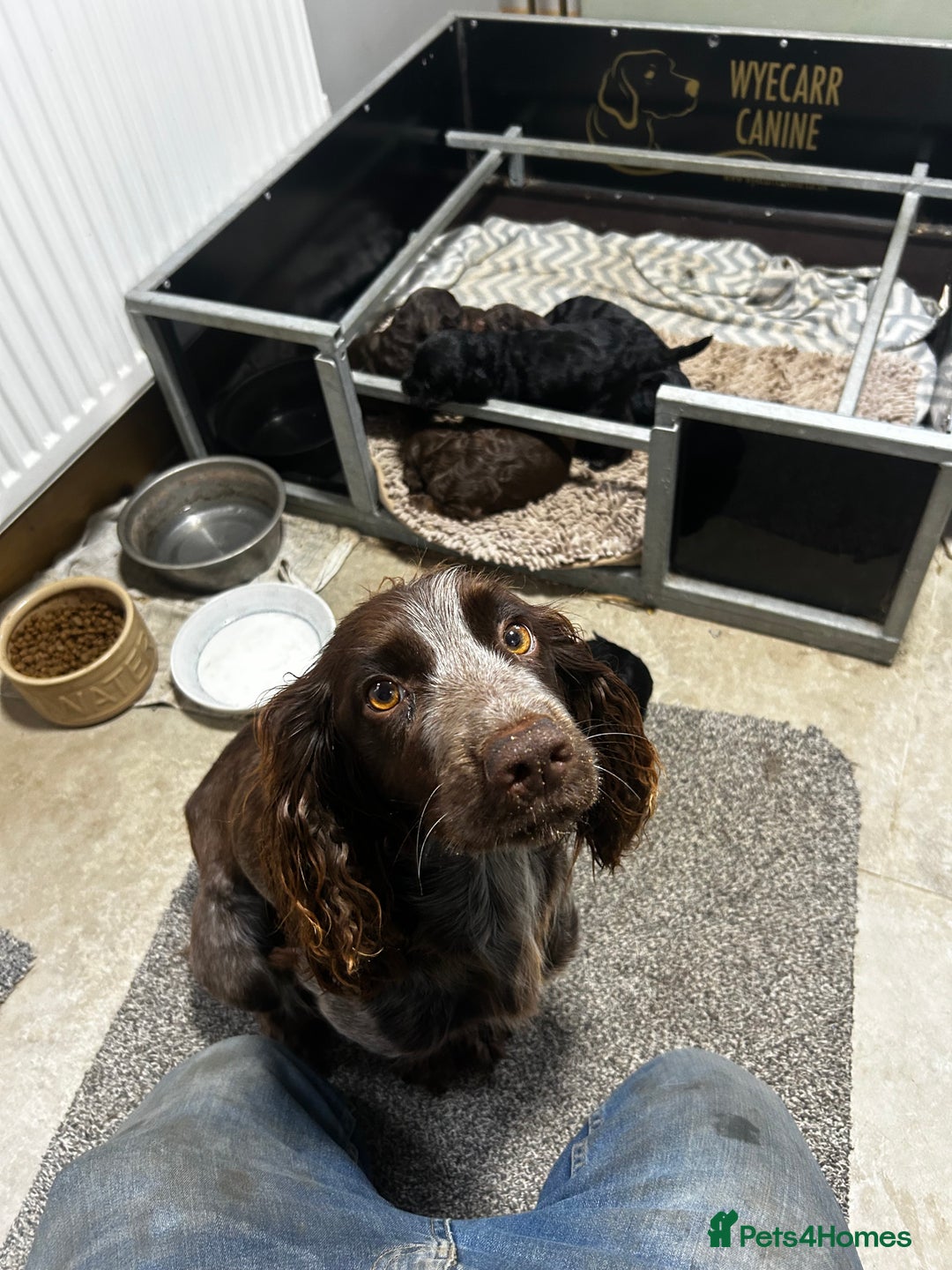 Cockapoo dogs for sale: Stunning F1 cockapoo pups - Image 7