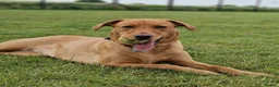 Labrador Retriever dogs for sale: **2 left** KC fox red labrador retriever puppies - Advert 7