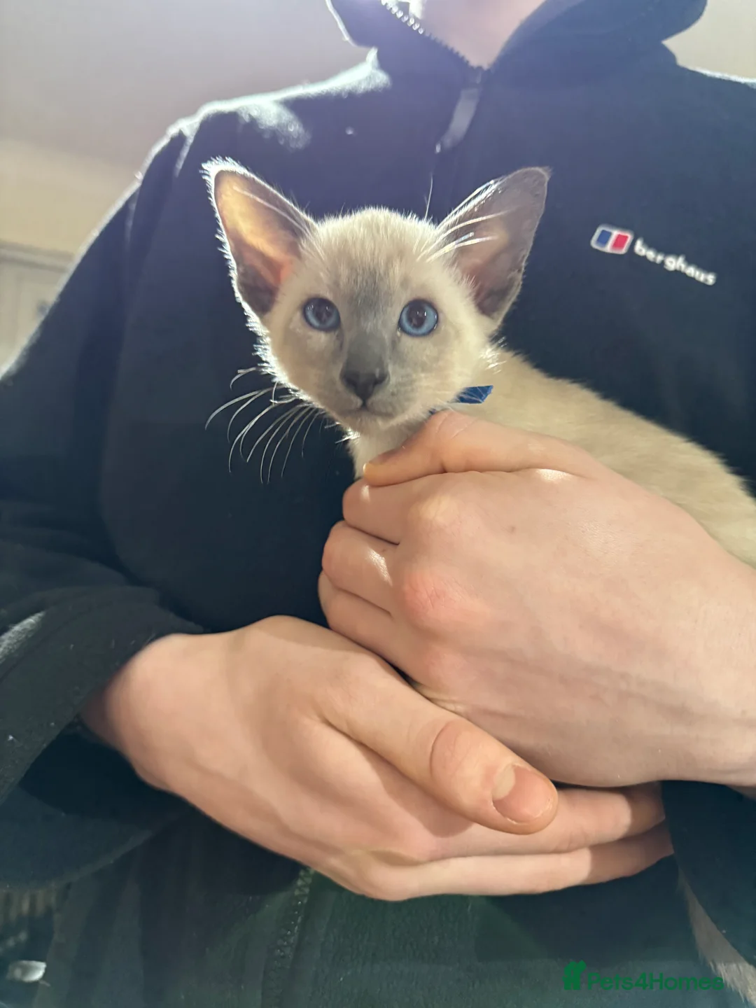 Siamese cats for sale: Siamese kittens  - Advert 24