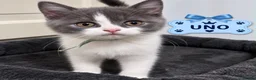 British Shorthair cats for sale: 🐾👑 Beautiful BSH kittens 🐾👑 - Advert 3