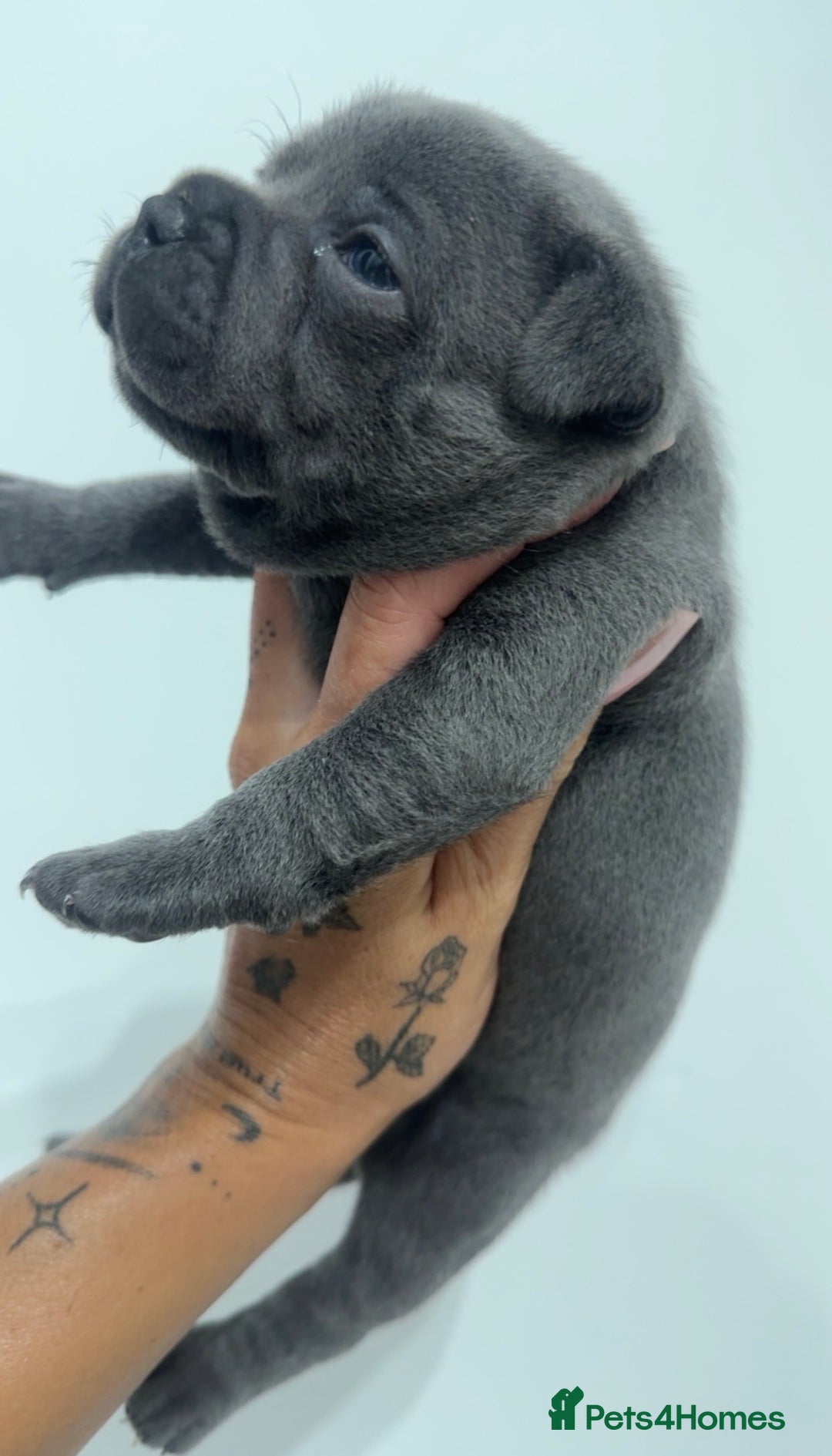 Staffordshire Bull Terrier dogs for sale: Blue Staffordshire Bull Terrier ready now  - Image 3