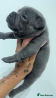 Staffordshire Bull Terrier dogs - Advert 2