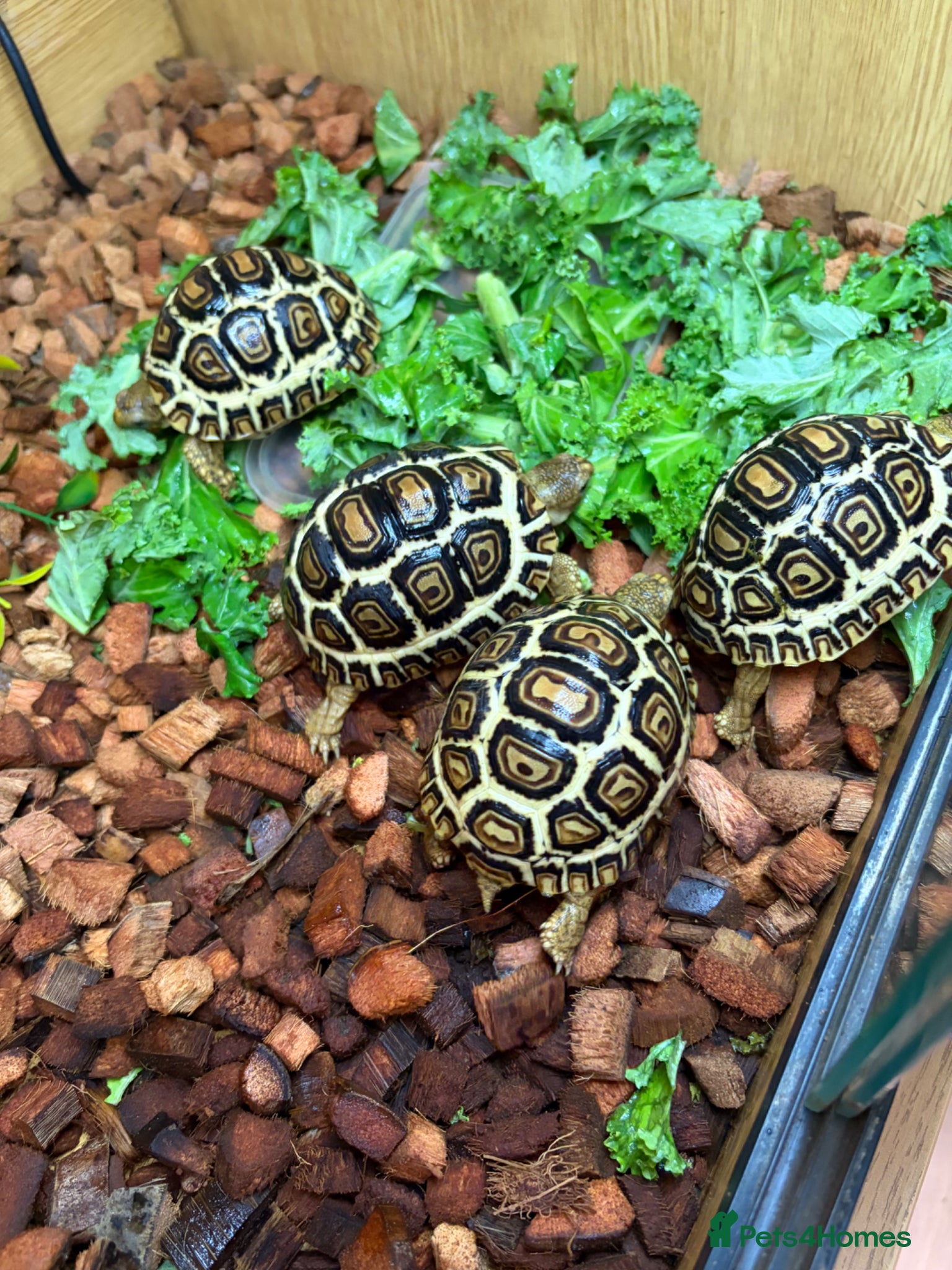 Tortoise reptiles for sale: Leopard Tortoses- Stunning RARE High White Babies - Advert 4