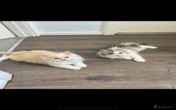 British Longhair cats for sale:  😻 BEAUTIFUL BLH 😻 2 boys READY TO LEAVE  in Milton Keynes - Image 9