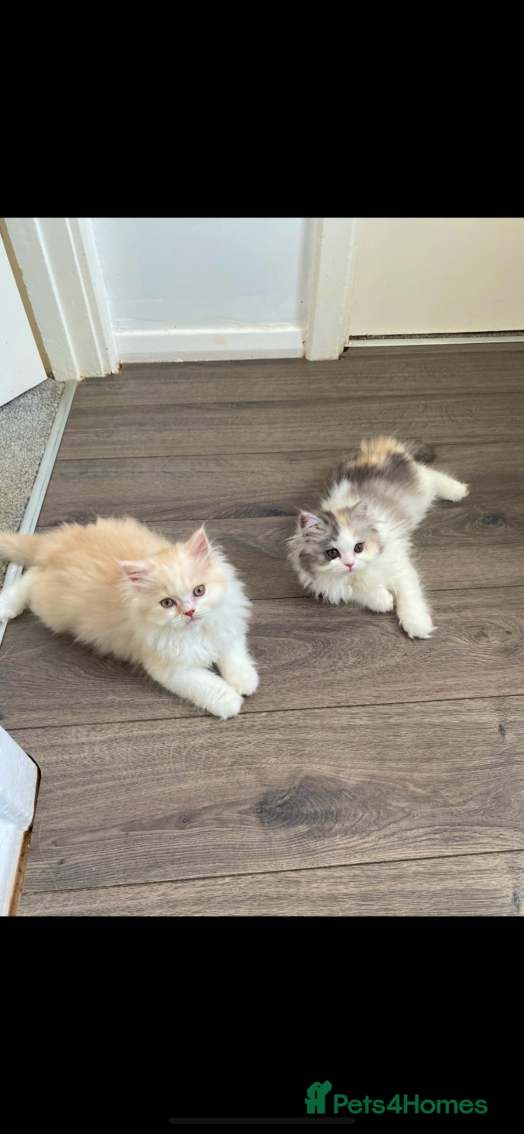 British Longhair cats for sale:  😻 BEAUTIFUL BLH 😻 2 boys READY TO LEAVE  in Milton Keynes - Image 9