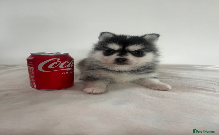 Pomsky dogs - Advert 1