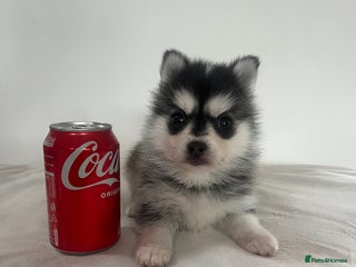 Pomsky dogs - Advert 33