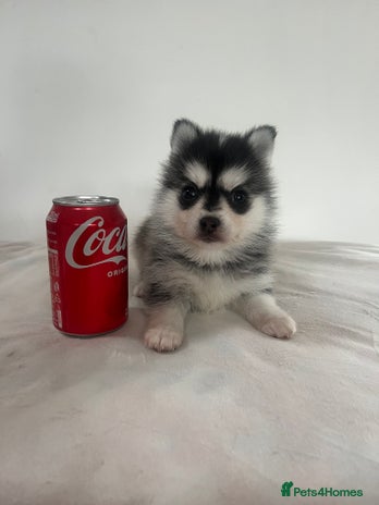 Pomsky dogs - Advert 1