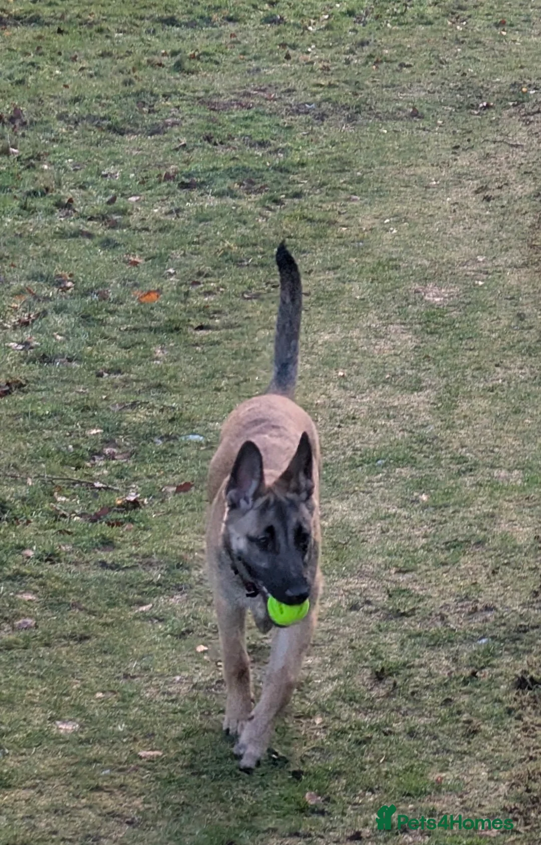 Belgian Shepherd Dog dogs for sale: Belgian malinois looking for experienced home - Advert 1