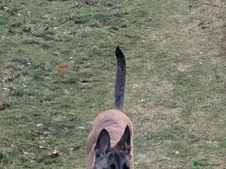 Belgian Shepherd Dog dogs Belgian malinois looking for experienced home - Advert 14