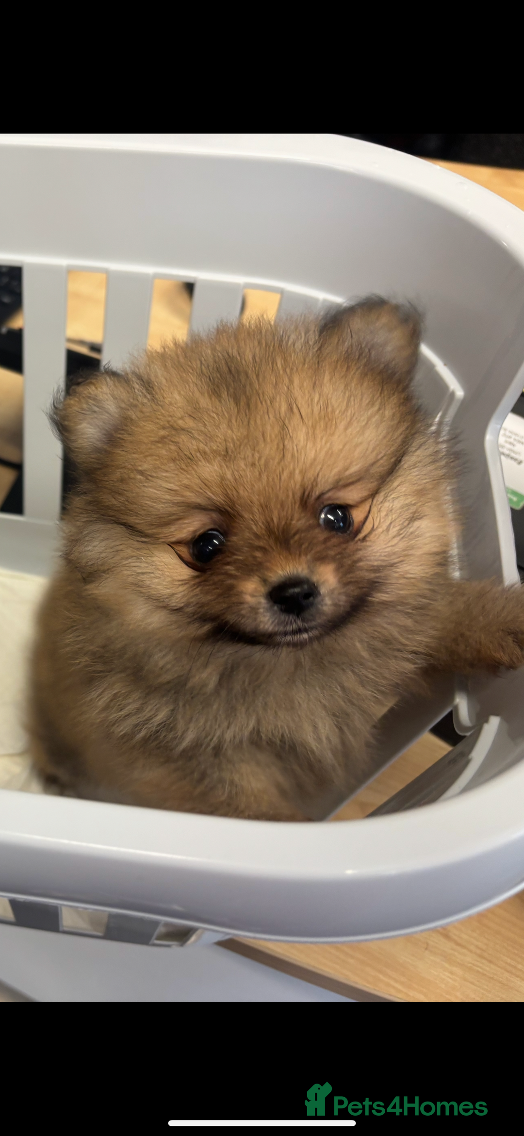 Pomeranian dogs for sale: 1 beautiful Kc registered girl Pomeranian(reduced) - Advert 26