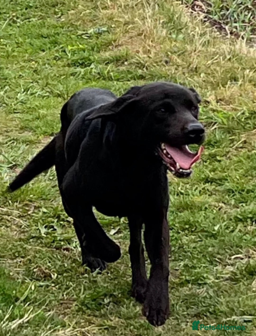 Labrador Retriever dogs for stud: Stunning KC reg, health tested Labrador for stud - Image 2