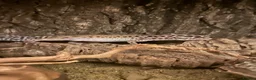 Leopard Gecko reptiles for sale: Leopard gecko  in Manchester - Advert 4