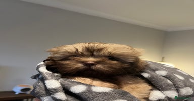 Shih Tzu dogs - Advert 11