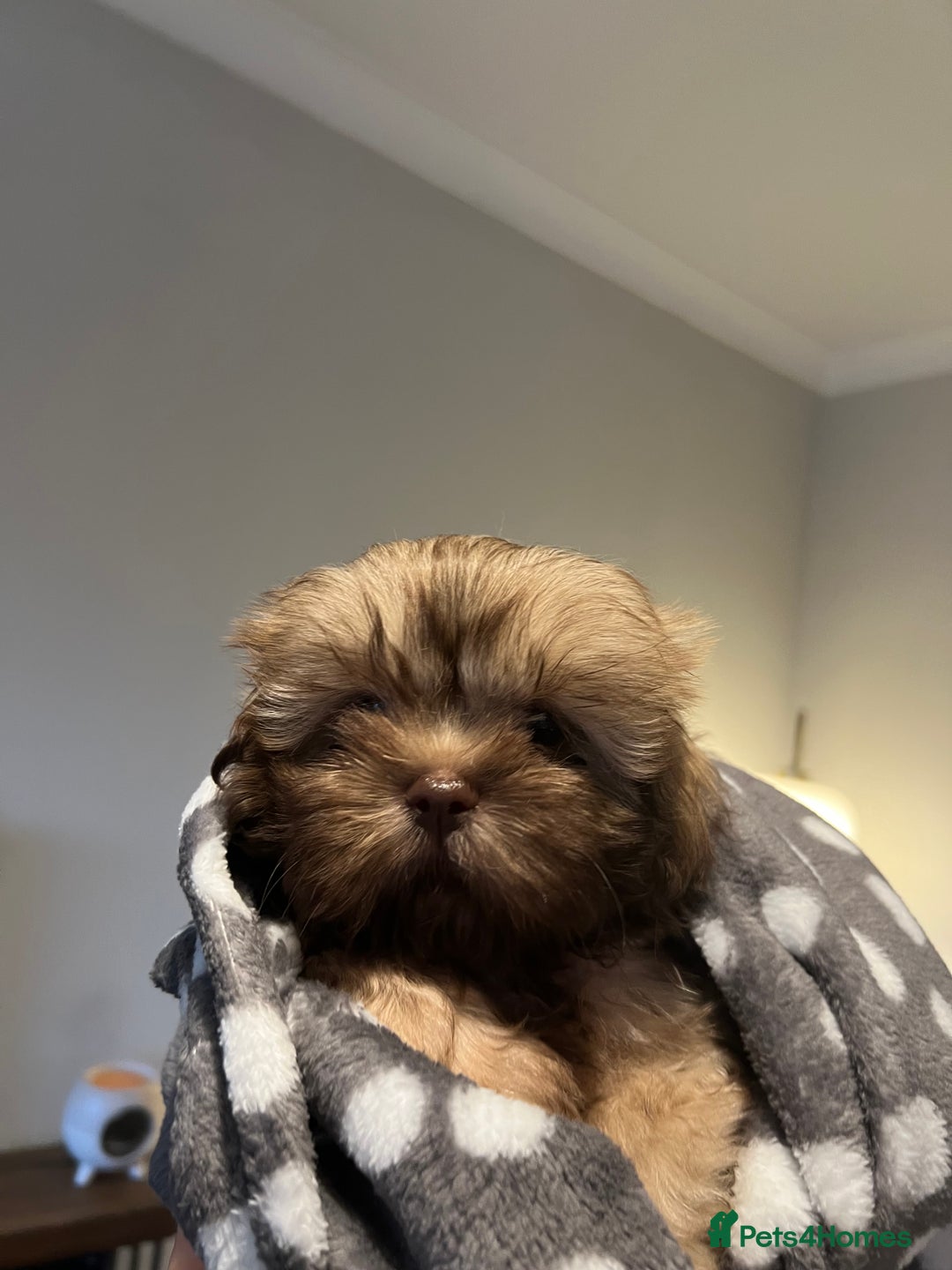 Shih Tzu dogs for sale: Imperial Shih Tzu for sale - Image 3
