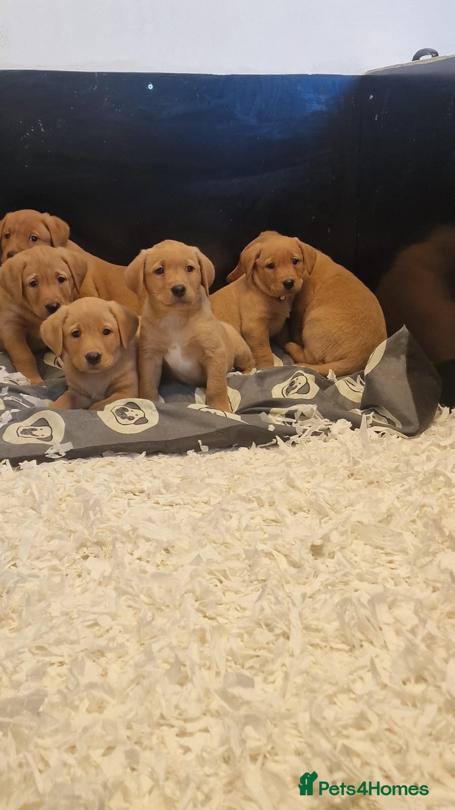 Labrador Retriever dogs KC Reg Stunning Fox Red/Yellow Labrador Puppies - Advert 1