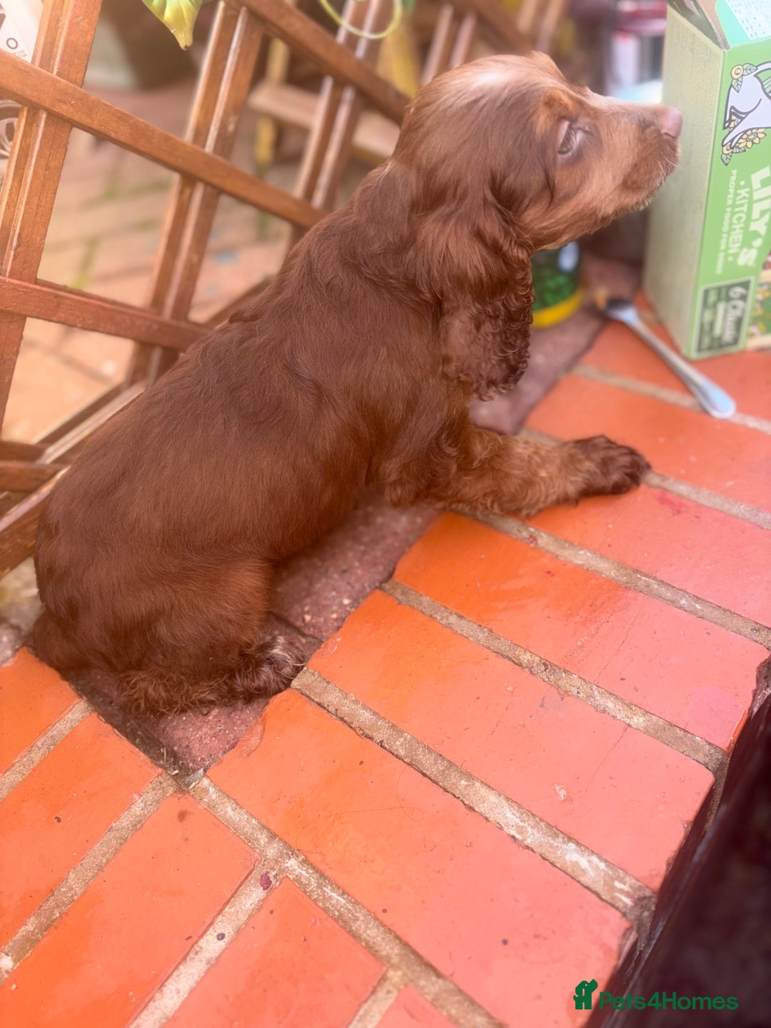 Cockapoo dogs for sale: 3 girl cockerspaniel/cockapoo pups left  - Image 8