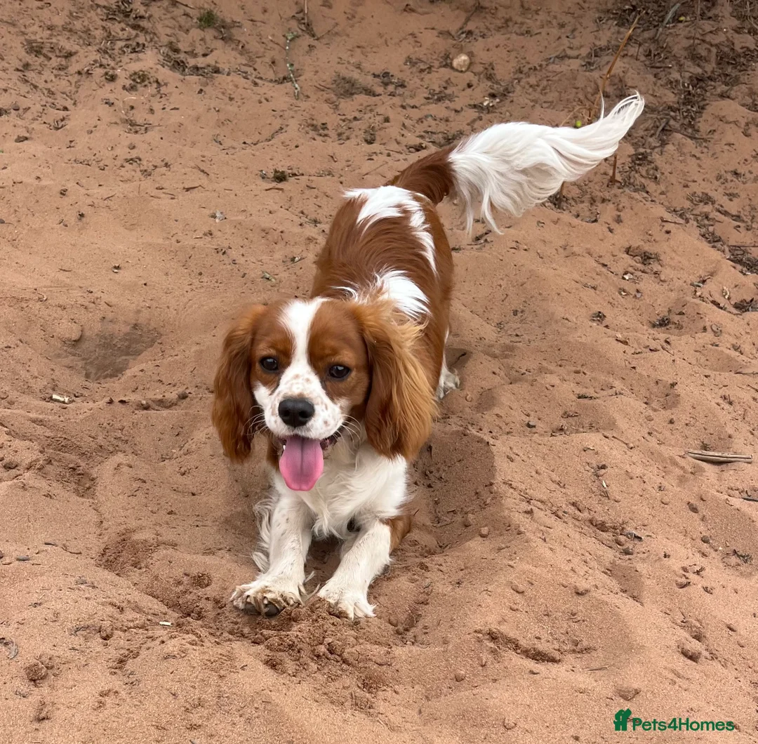 Cavalier King Charles Spaniel dogs for stud: STUNNING KC REG/DNA/HEART TESTED KING CHARLES CAV - Advert 2