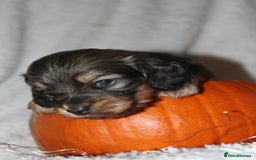 Miniature Dachshund dogs for sale: Stunning shaded cream and cream dachshunds  - Image 13