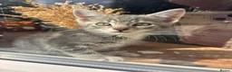 Mixed Breed cats for sale: Adorable kittens for sale  - Advert 35