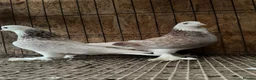 Pigeons birds for sale: FANCY WEST OF ENGLAND TUMBLERS  - Advert 24