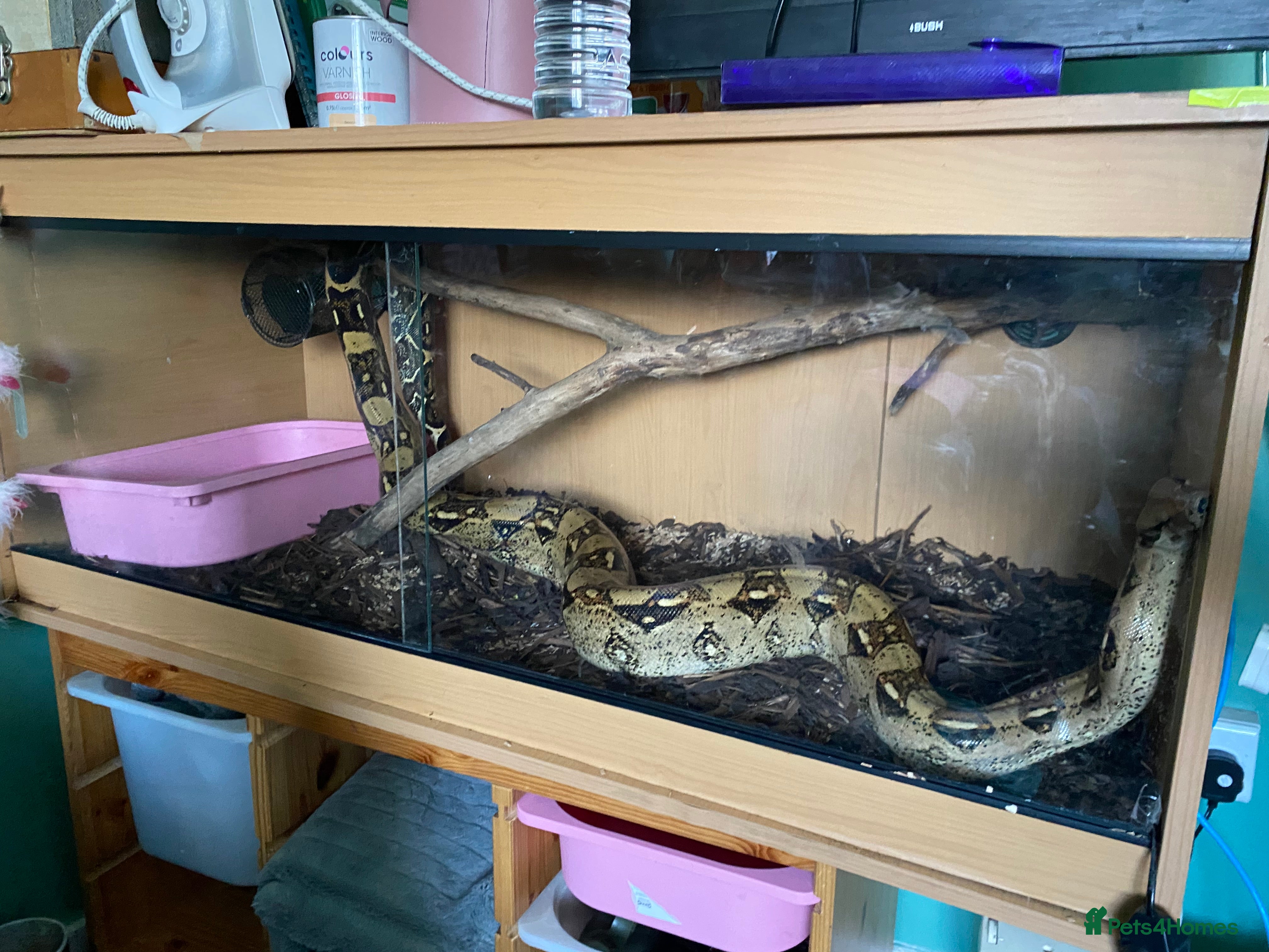 Boa Snake reptiles \rehome salmon hep - Advert 1