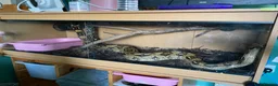 Boa Snake reptiles for sale: \rehome salmon hep - Advert 1