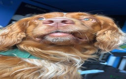 Cocker Spaniel dogs for sale: Working cocker spaniel (male) 4 years old - Image 4