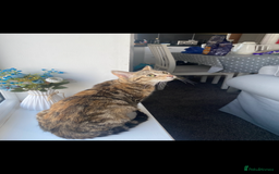 Mixed Breed cats for sale: 4 ginger & 1 tabby kittens - Image 8