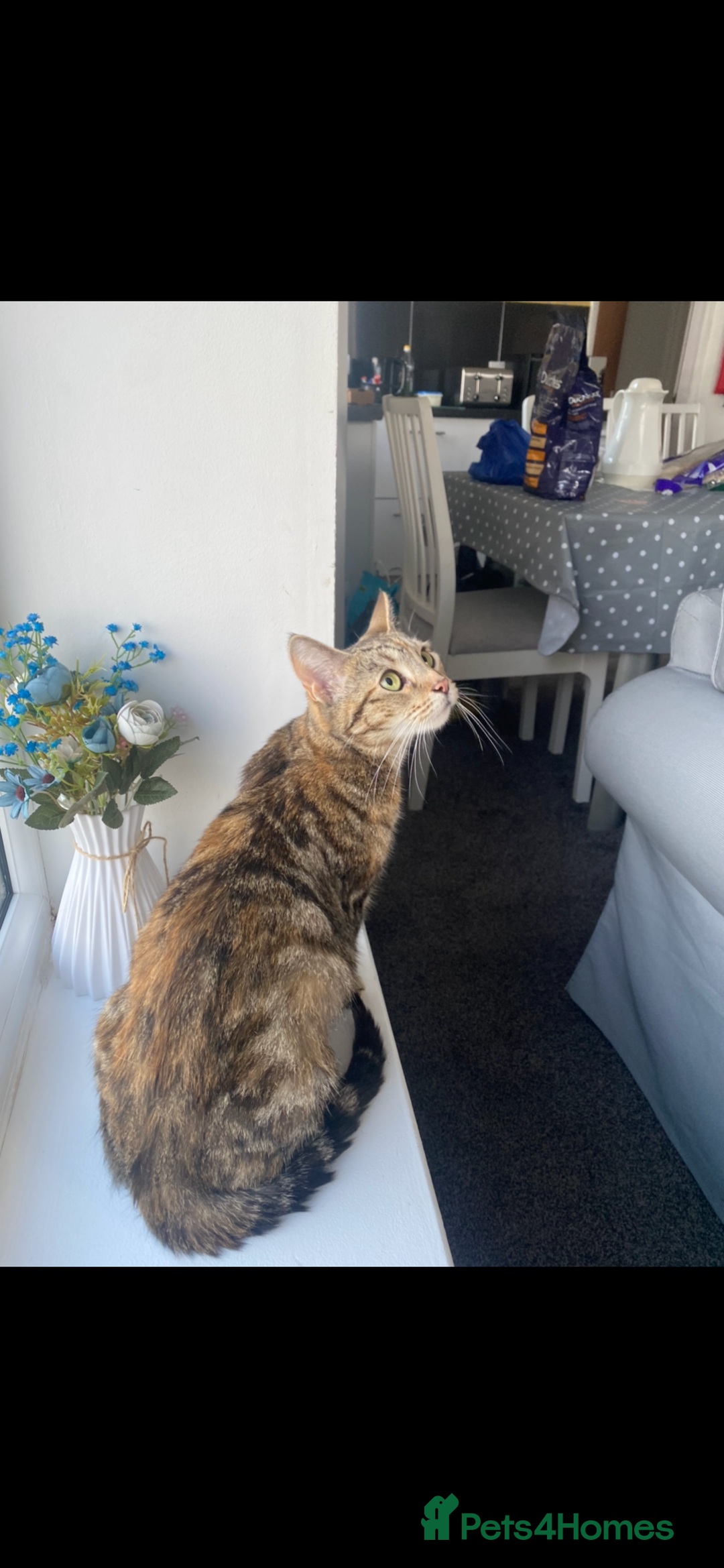 Mixed Breed cats for sale: 4 ginger & 1 tabby kittens - Image 8