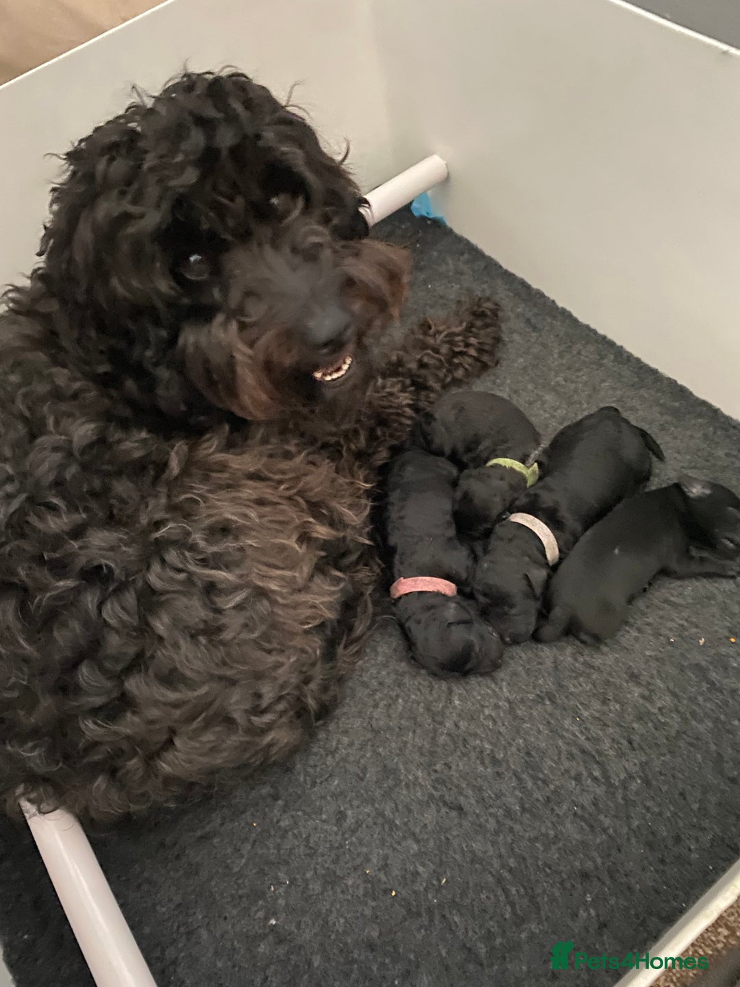 Mixed Breed dogs for sale: BEDLINGTON X COCKERPOO 4 GORGEOUS GIRLS!! - Advert 6