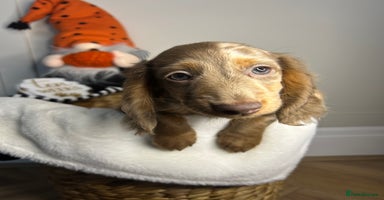Miniature Dachshund dogs - Advert 15