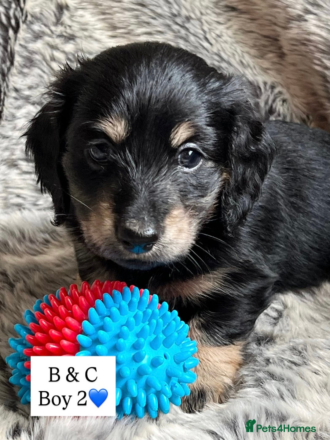 Miniature Dachshund dogs for sale: LONGHAIRED MINIATURE CREAM PUPPIES🐾🩵 - Image 8