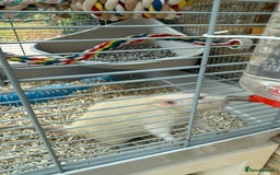 Rat rodents for sale:  2 FEMALE Rats- need Patient & Confident Owner - Advert 6