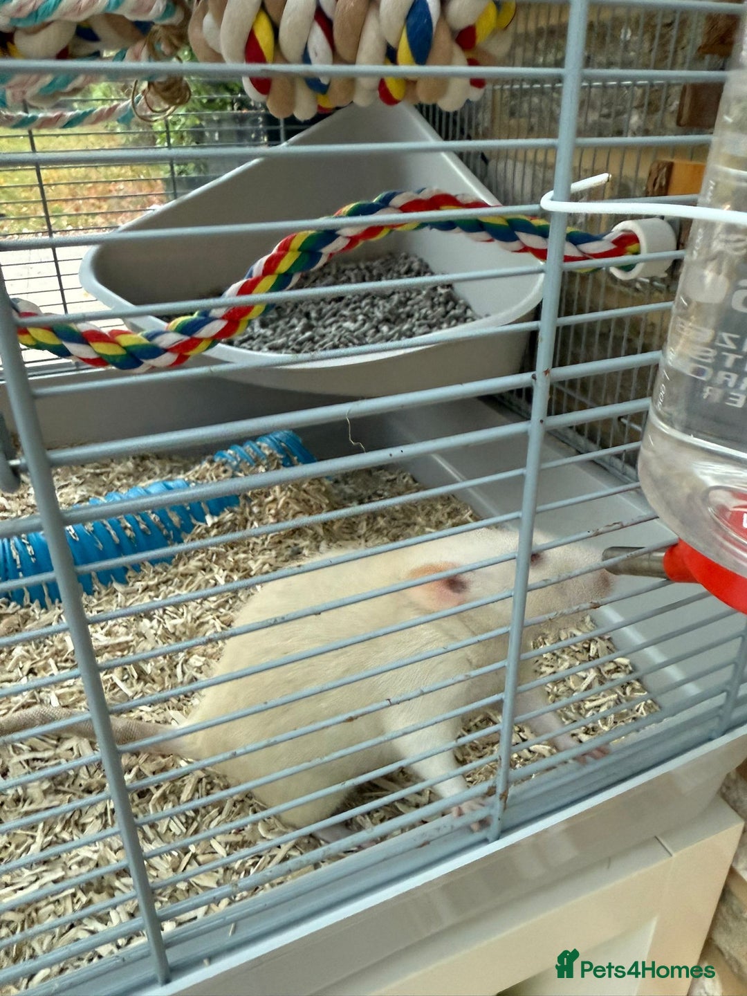 Rat rodents for sale:  2 FEMALE Rats- need Patient & Confident Owner - Advert 6