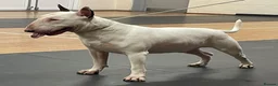 English Bull Terrier dogs for sale: 8 QUALITY BISONBULLIE BABIES  in Slough - Advert 23