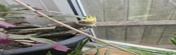 Cockatiels birds for sale: Baby cockatiels  - Advert 10