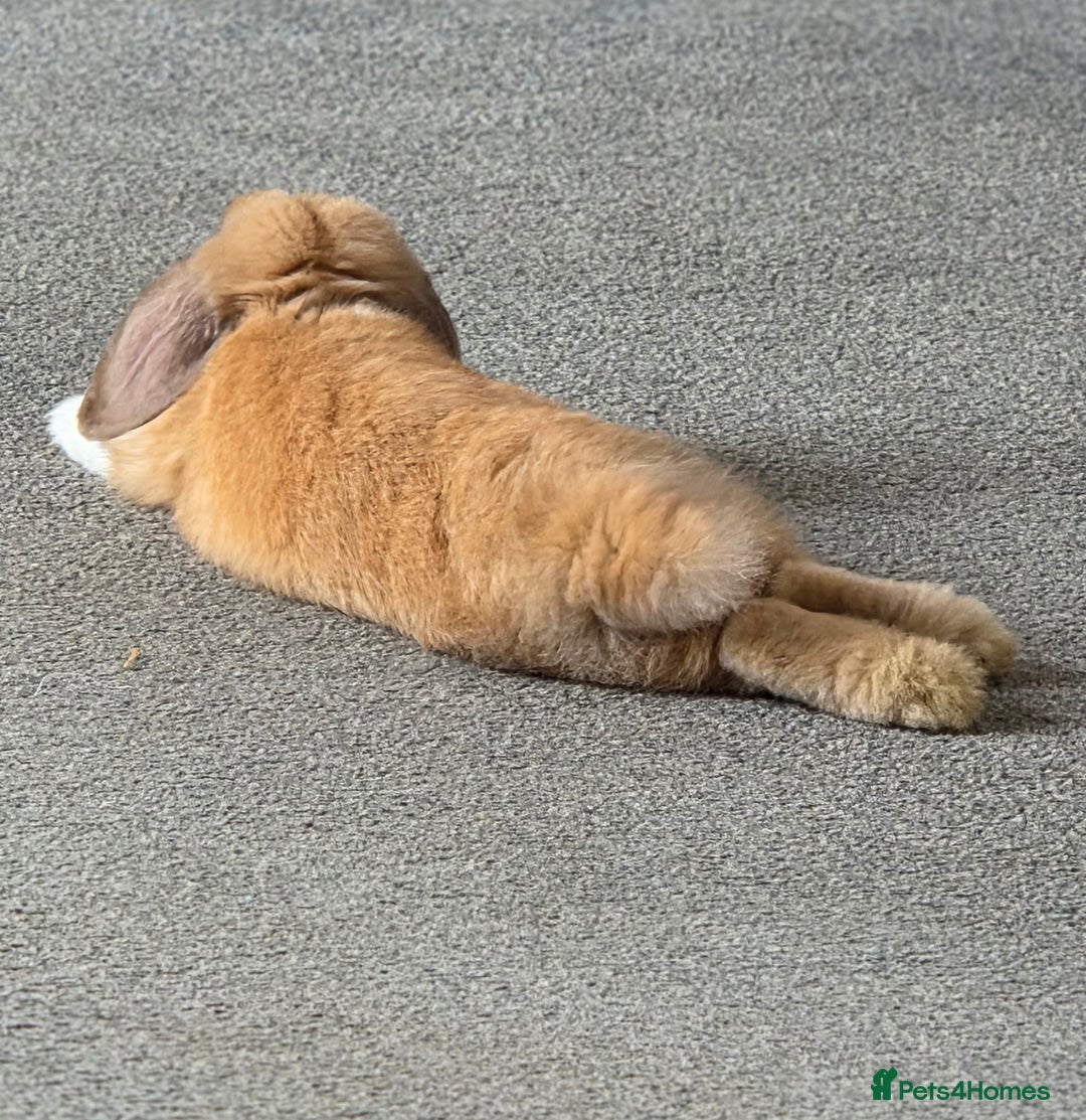 Mini Lop rabbits for sale: Gorgeous loving baby mini lop - Image 5