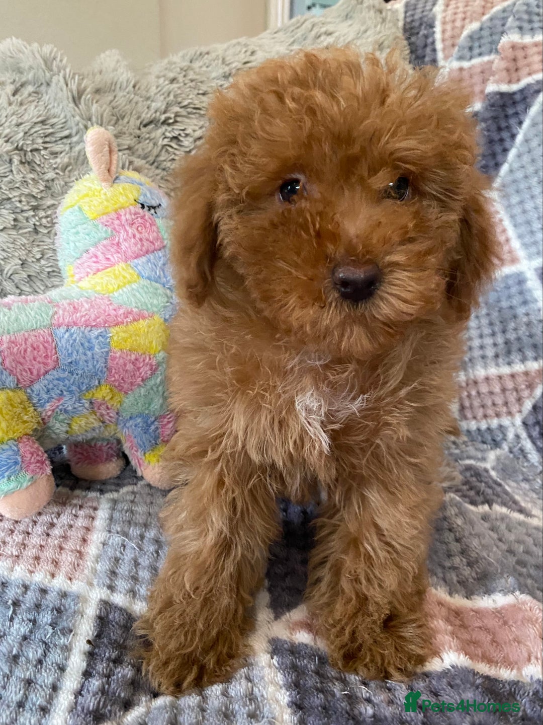 Cockapoo dogs for sale: Stunning fox red cockapoo puppies PRA clear  - Image 12