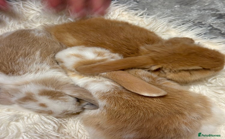 Mini Lion Lop rabbits - Advert 11