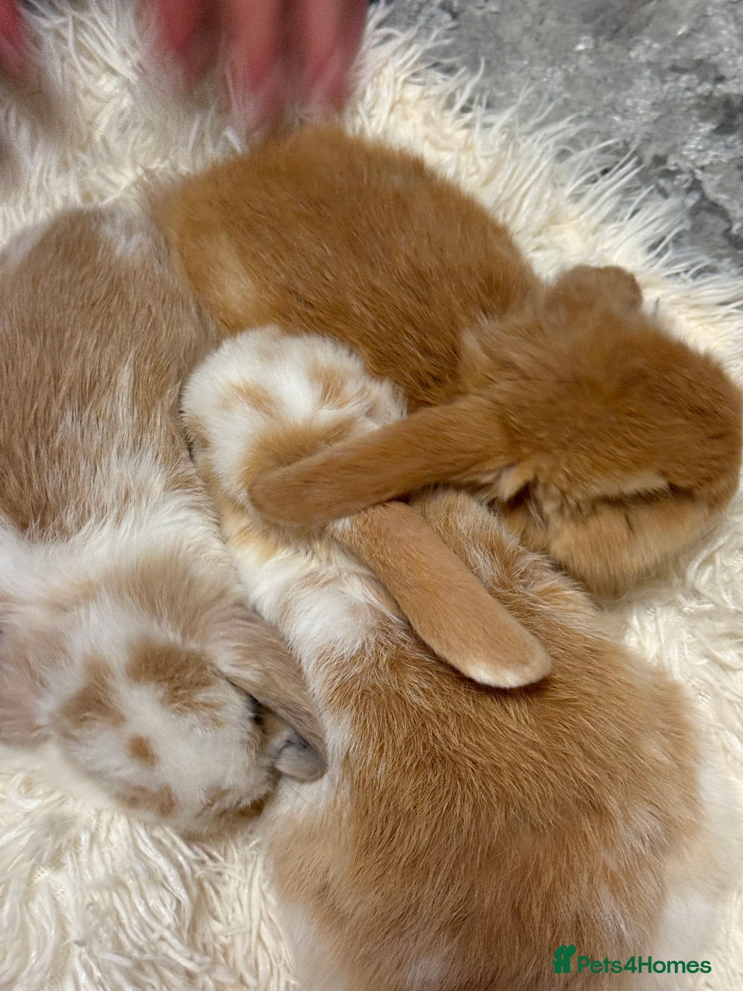 Mini Lion Lop rabbits for sale: 3 mini lops for sale - Image 1