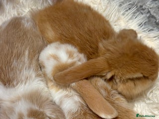 Mini Lion Lop rabbits - Advert 9