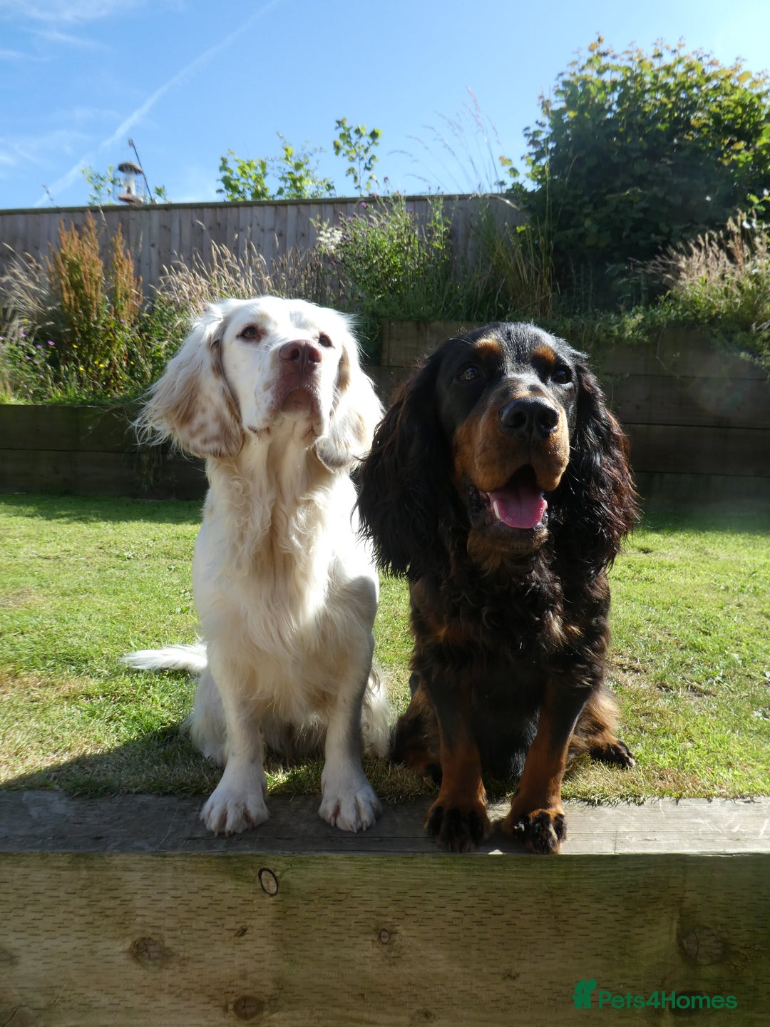 Cocker Spaniel dogs for stud: Black & tan KC Cocker Spaniel offered at stud - Image 5