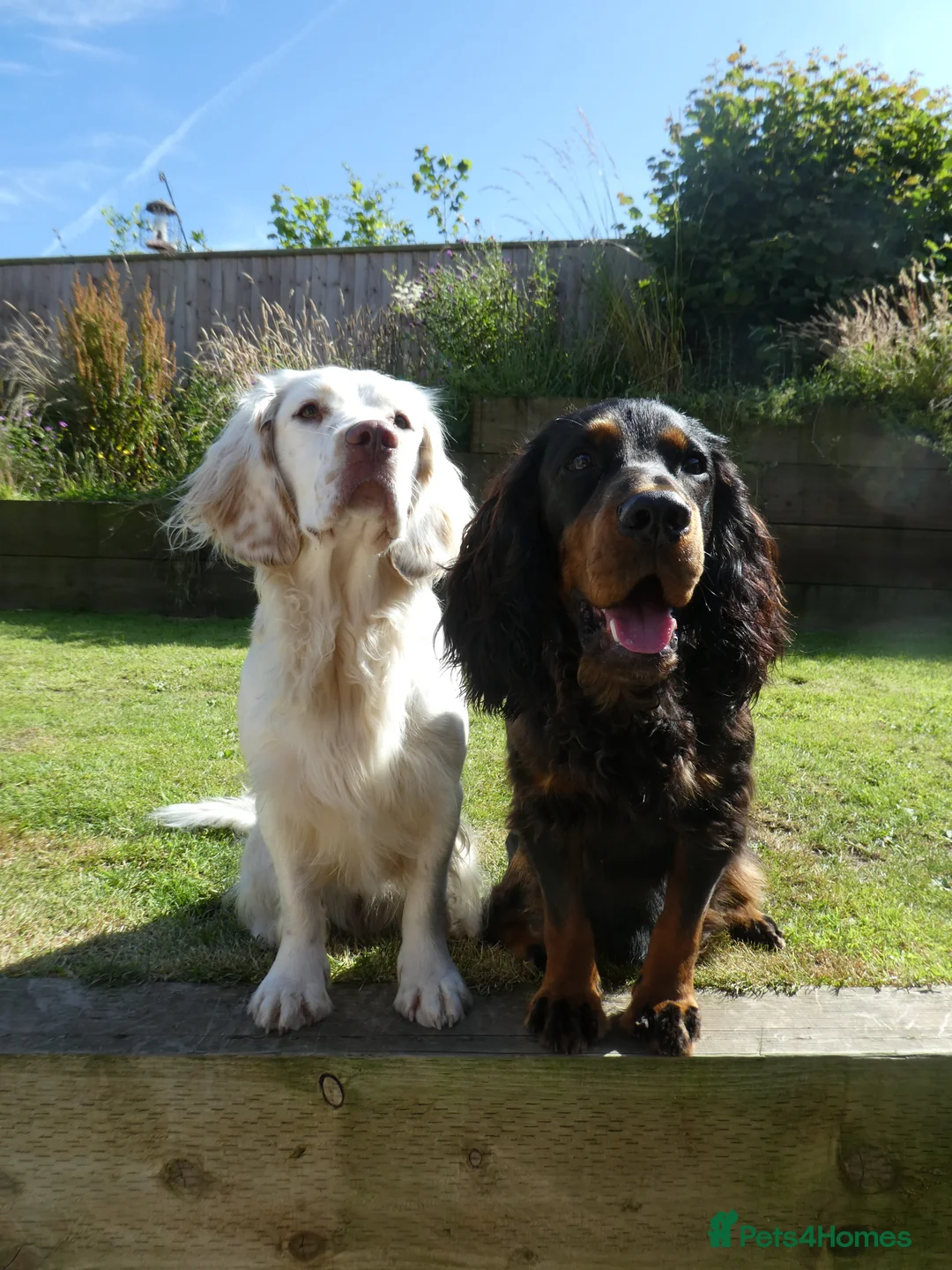 Cocker Spaniel dogs for stud: Black & tan KC Cocker, DNA tested, offered at stud - Advert 4