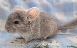 Chinchilla rodents for sale: Young adult and baby chinchillas RPA/RPAC - Image 8